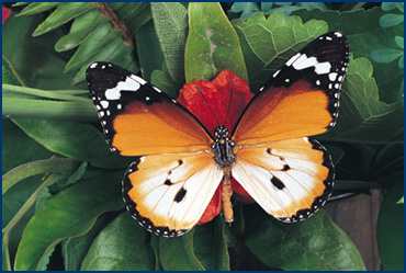 butterfly1.jpg (14148 bytes)