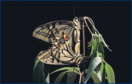 butterfly2.jpg (12920 bytes)
